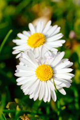 Obraz premium Close-up of daisy flowers