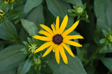 Rudbeckia