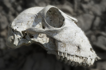 Naklejka premium cranio di pecora