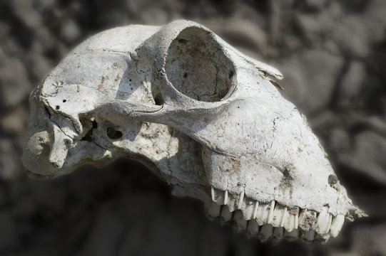 cranio di pecora