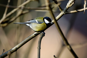 Fototapeta premium Mésange charbonnière