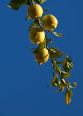 Foto op Plexiglas lemon tree © travelguide