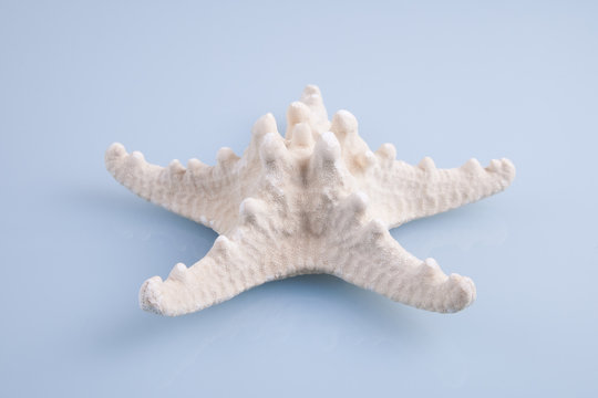 Starfish skeleton