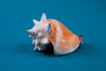 Seashell