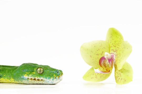 Baumpython mit Orchidee
