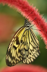 Schmetterling in red