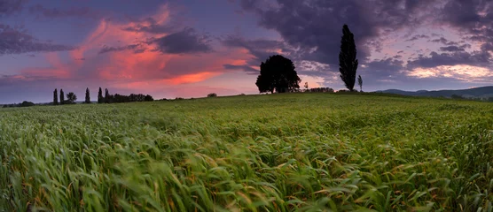 Deurstickers Sunset over farm field in wind © TTstudio