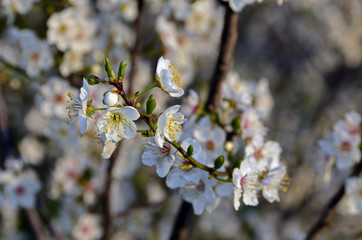 Cerisier en fleurs02