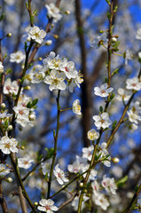 Cerisier en fleurs 01