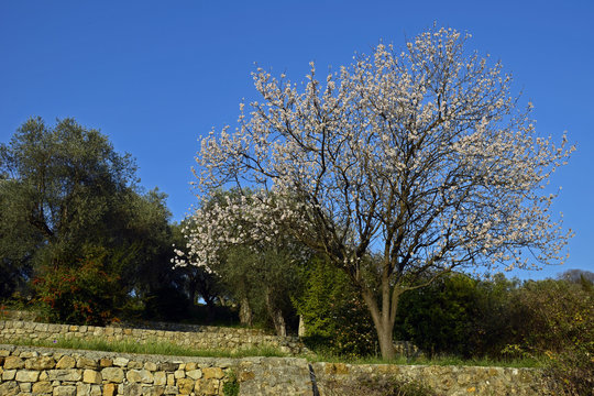 Arbre fruitier le Cerisier en restanque
