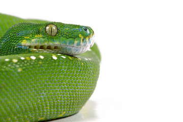 Morelia viridis, Schlange