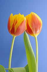 Naklejka premium Tulpen