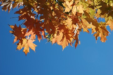 Fototapeta na wymiar Golden maple leaves against the sky