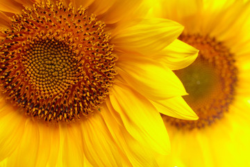 Naklejka premium Sunflowers background