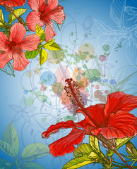 Hibiscus flower & watercolor background
