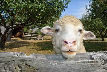 Sheep Looking Over Fence