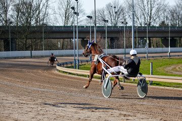 harness racing. horse