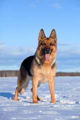 German Sheepdog standing on the snow