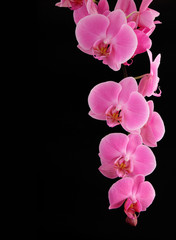 Naklejka na ściany i meble branch orchid on a black background