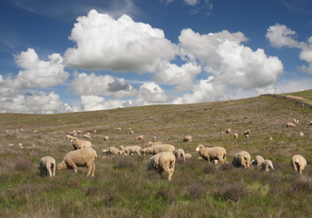 Obraz premium flock of sheep