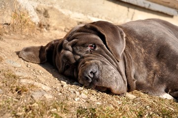 mastino chien