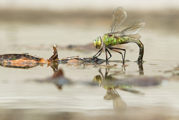 dragonfly