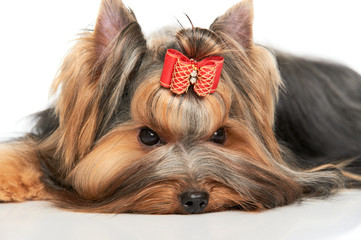 Yorkshire terrier