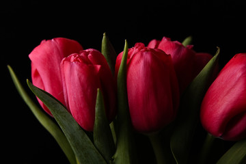 Fototapeta różowe tulipany obraz
