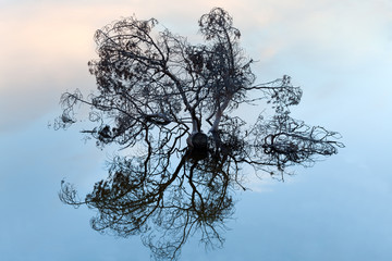 Ветви дерева торчащие из воды. © mvi690