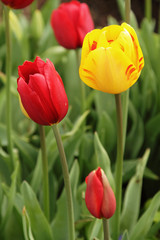 Tulips