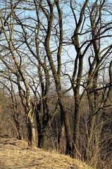 Fototapeta na wymiar drzewa i chaszcze na początku wiosny