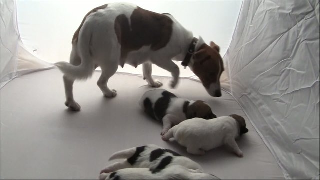 Jack Russel Welpen