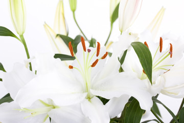 White lilies with copy space - obrazy, fototapety, plakaty