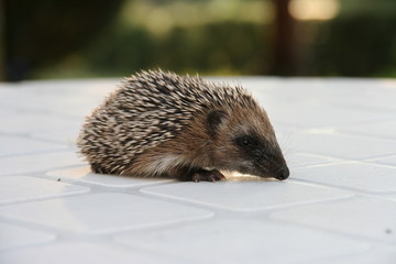 baby hedgehog