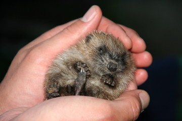 baby hedgehog