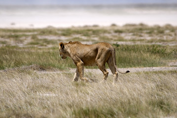 Lion, Amboseli National Park