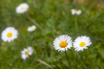 Fototapeta premium field of daisies