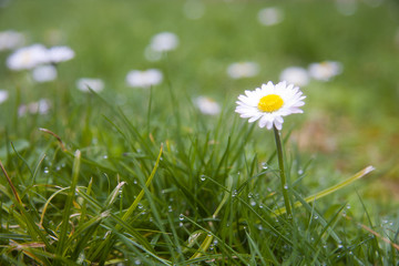 field of daisies