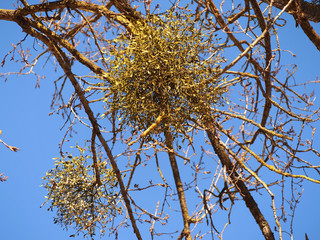 Baum mit Misteln