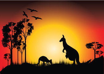 Fototapeta na wymiar sunset dwa kangury