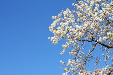 Spring blooming sakura cherry flowers