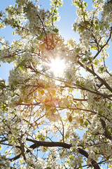 Spring blooming sakura cherry flowers