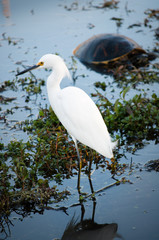 Snowy egret standing in dark water