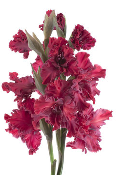 Gladiolus