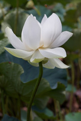 tige de lotus blanc