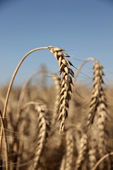 Barley head ripe and ready for harvest