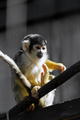 ボリビアリスザル