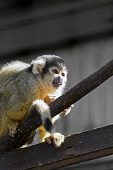 ボリビアリスザル