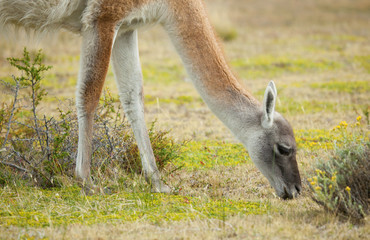 Guanaco in Torres del Paine national park, Chile, South America