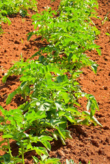 Kartoffelfeld - potato field 05